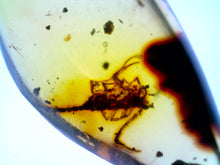 Load image into Gallery viewer, GEM Dinosaur age Burmite Fossil AMBER with a Rare SCORPION! TESTED FOR AUTHENTICITY!!