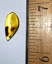 Load image into Gallery viewer, GEM Dinosaur age Burmite Fossil AMBER with a Rare SCORPION! TESTED FOR AUTHENTICITY!!