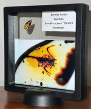 Load image into Gallery viewer, GEM Dinosaur age Burmite Fossil AMBER with a Rare SCORPION! TESTED FOR AUTHENTICITY!!