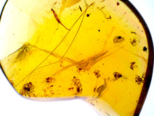 Load image into Gallery viewer, GEM Dinosaur age Burmite Fossil AMBER with rare SPIDER SWARM! 13 SPIDERS! TESTED FOR AUTHENTICITY!!