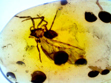 Load image into Gallery viewer, GEM Dinosaur age Burmite Fossil AMBER with rare HUGE 7 MM SPIDER! TESTED FOR AUTHENTICITY!!