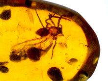 Load image into Gallery viewer, GEM Dinosaur age Burmite Fossil AMBER with rare HUGE 7 MM SPIDER! TESTED FOR AUTHENTICITY!!
