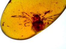 Load image into Gallery viewer, Dinosaur age Burmite Fossil AMBER with rare HUGE 6.6 MM SPIDER! TESTED FOR AUTHENTICITY!!