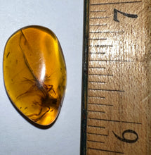 Load image into Gallery viewer, Dinosaur age Burmite Fossil AMBER with rare HUGE 9 MM SPIDER and MITE! TESTED FOR AUTHENTICITY!!