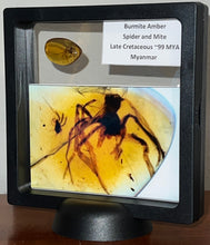 Load image into Gallery viewer, Dinosaur age Burmite Fossil AMBER with rare HUGE 9 MM SPIDER and MITE! TESTED FOR AUTHENTICITY!!