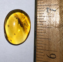 Load image into Gallery viewer, GEM Dinosaur age Burmite Fossil AMBER with rare HUGE 12 MM SPIDER! TESTED FOR AUTHENTICITY!!