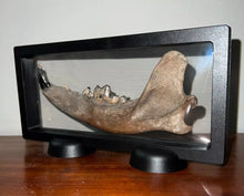 Load image into Gallery viewer, Rare Ice Age Fossil Wolf Jaw with Multiple Teeth and Canine