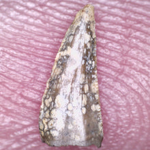 Load image into Gallery viewer, Rare Richardoestesia Fossil Tooth Raptor Relative from the Hell Creek .28 Inches!