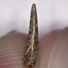 Load image into Gallery viewer, Rare Richardoestesia Fossil Tooth Raptor Relative from the Hell Creek .28 Inches!