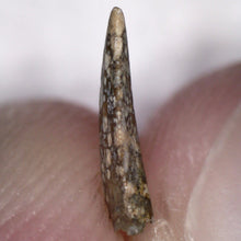Load image into Gallery viewer, Rare Richardoestesia Fossil Tooth Raptor Relative from the Hell Creek .28 Inches!