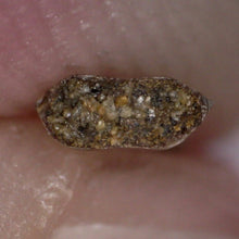 Load image into Gallery viewer, Rare Richardoestesia Fossil Tooth Raptor Relative from the Hell Creek .28 Inches!