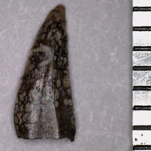 Load image into Gallery viewer, Rare Richardoestesia Fossil Tooth Raptor Relative from the Hell Creek .28 Inches!