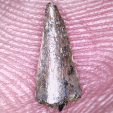 Load image into Gallery viewer, Rare Richardoestesia Fossil Tooth Raptor Relative from the Hell Creek .328 Inches!