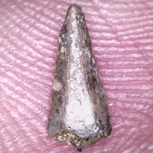 Load image into Gallery viewer, Rare Richardoestesia Fossil Tooth Raptor Relative from the Hell Creek .328 Inches!
