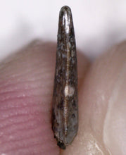 Load image into Gallery viewer, Rare Richardoestesia Fossil Tooth Raptor Relative from the Hell Creek .328 Inches!