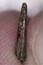 Load image into Gallery viewer, Rare Richardoestesia Fossil Tooth Raptor Relative from the Hell Creek .328 Inches!