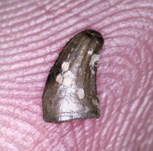 Load image into Gallery viewer, Rare Paronychodon Fossil Tooth Raptor Relative from the Hell Creek .219 Inches!