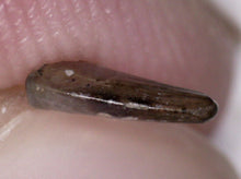 Load image into Gallery viewer, Rare Paronychodon Fossil Tooth Raptor Relative from the Hell Creek .219 Inches!