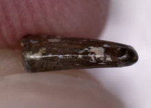 Load image into Gallery viewer, Rare Paronychodon Fossil Tooth Raptor Relative from the Hell Creek .219 Inches!