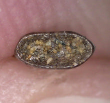 Load image into Gallery viewer, Rare Paronychodon Fossil Tooth Raptor Relative from the Hell Creek .219 Inches!