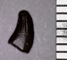 Load image into Gallery viewer, Rare Paronychodon Fossil Tooth Raptor Relative from the Hell Creek .219 Inches!
