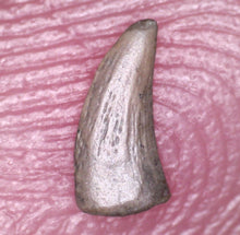 Load image into Gallery viewer, Rare Paronychodon Fossil Tooth Raptor Relative from the Hell Creek .19 Inches!