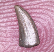 Load image into Gallery viewer, Rare Paronychodon Fossil Tooth Raptor Relative from the Hell Creek .19 Inches!