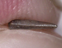 Load image into Gallery viewer, Rare Paronychodon Fossil Tooth Raptor Relative from the Hell Creek .19 Inches!