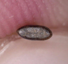 Load image into Gallery viewer, Rare Paronychodon Fossil Tooth Raptor Relative from the Hell Creek .19 Inches!