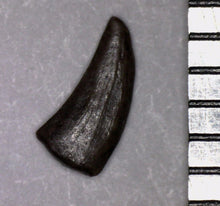 Load image into Gallery viewer, Rare Paronychodon Fossil Tooth Raptor Relative from the Hell Creek .19 Inches!