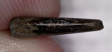 Load image into Gallery viewer, Rare Paronychodon Fossil Tooth Raptor Relative from the Hell Creek .42 Inches!