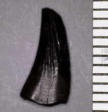 Load image into Gallery viewer, Rare Paronychodon Fossil Tooth Raptor Relative from the Hell Creek .42 Inches!