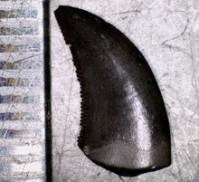 Load image into Gallery viewer, Super Rare Dakotaraptor Fossil Tooth Dromaeosaur True Raptor from the Hell Creek .4495 Inches!