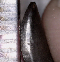 Load image into Gallery viewer, Super Rare Dakotaraptor Fossil Tooth Dromaeosaur True Raptor from the Hell Creek .4495 Inches!