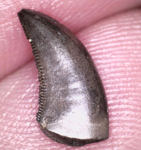 Load image into Gallery viewer, Super Rare Dakotaraptor Fossil Tooth Dromaeosaur True Raptor from the Hell Creek .4495 Inches!
