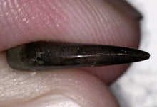 Load image into Gallery viewer, Super Rare Dakotaraptor Fossil Tooth Dromaeosaur True Raptor from the Hell Creek .4495 Inches!