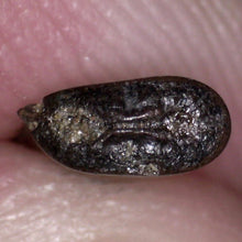 Load image into Gallery viewer, Super Rare Dakotaraptor Fossil Tooth Dromaeosaur True Raptor from the Hell Creek .4495 Inches!