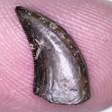 Load image into Gallery viewer, Rare Acheroraptor Fossil Tooth Dromaeosaur True Raptor from the Hell Creek .5175 Inches!