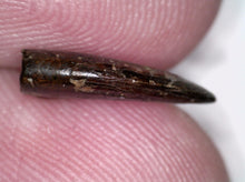 Load image into Gallery viewer, Rare Acheroraptor Fossil Tooth Dromaeosaur True Raptor from the Hell Creek .5175 Inches!
