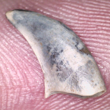 Load image into Gallery viewer, Rare Acheroraptor Fossil Tooth Dromaeosaur True Raptor from the Hell Creek .5 Inches!