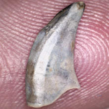 Load image into Gallery viewer, Rare Acheroraptor Fossil Tooth Dromaeosaur True Raptor from the Hell Creek .5 Inches!