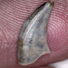 Load image into Gallery viewer, Rare Acheroraptor Fossil Tooth Dromaeosaur True Raptor from the Hell Creek .5 Inches!