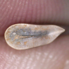 Load image into Gallery viewer, Rare Acheroraptor Fossil Tooth Dromaeosaur True Raptor from the Hell Creek .5 Inches!