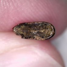 Load image into Gallery viewer, Rare Acheroraptor Fossil Tooth Dromaeosaur True Raptor from the Hell Creek .5175 Inches!