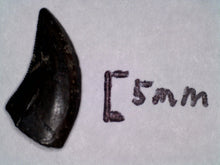 Load image into Gallery viewer, Rare Acheroraptor Fossil Tooth Dromaeosaur True Raptor from the Hell Creek .5175 Inches!