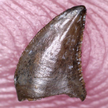 Load image into Gallery viewer, Rare Richardoestesia Fossil Tooth Raptor Relative from the Hell Creek .217 Inches!