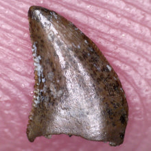 Load image into Gallery viewer, Rare Richardoestesia Fossil Tooth Raptor Relative from the Hell Creek .217 Inches!