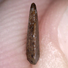 Load image into Gallery viewer, Rare Richardoestesia Fossil Tooth Raptor Relative from the Hell Creek .217 Inches!