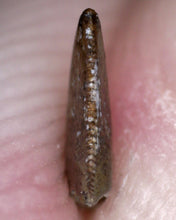 Load image into Gallery viewer, Rare Richardoestesia Fossil Tooth Raptor Relative from the Hell Creek .217 Inches!