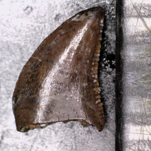 Load image into Gallery viewer, Rare Richardoestesia Fossil Tooth Raptor Relative from the Hell Creek .217 Inches!